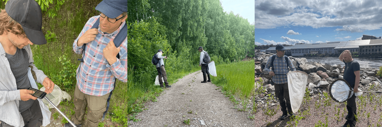 Biologisk mångfald i Avesta