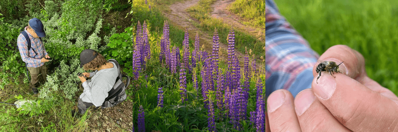 Den invasiva arten silverbuske (t.v.) dokumenteras i Artportalen. Blomsterlupin är en art som ställer till problem för både andra blommor och pollinatörer. En hane av örtagårdsbi (t.v.).