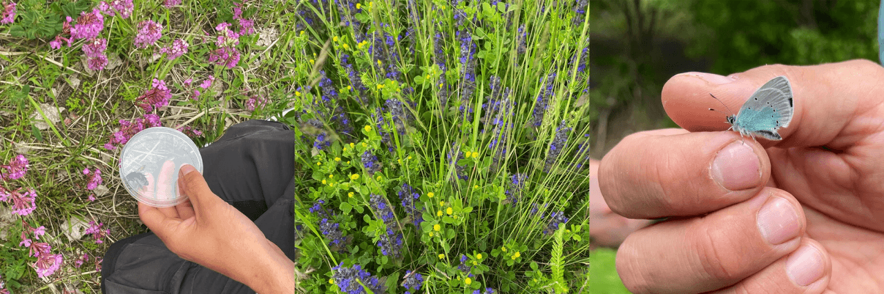 Vallhumla vid tjärblomster (t.h.), den artbestäms innan den släpps ut igen. Kritsuga och humlelusern. Kritsuga är ovanlig men finns på två platser längs älven vid Avesta. Mindre blåvinge (t.v.) är en viktig pollinatör som vi vill stötta i området.